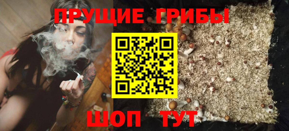 Псилоцибиновые грибы Psilocybe  Вход с VPN  Кашира 